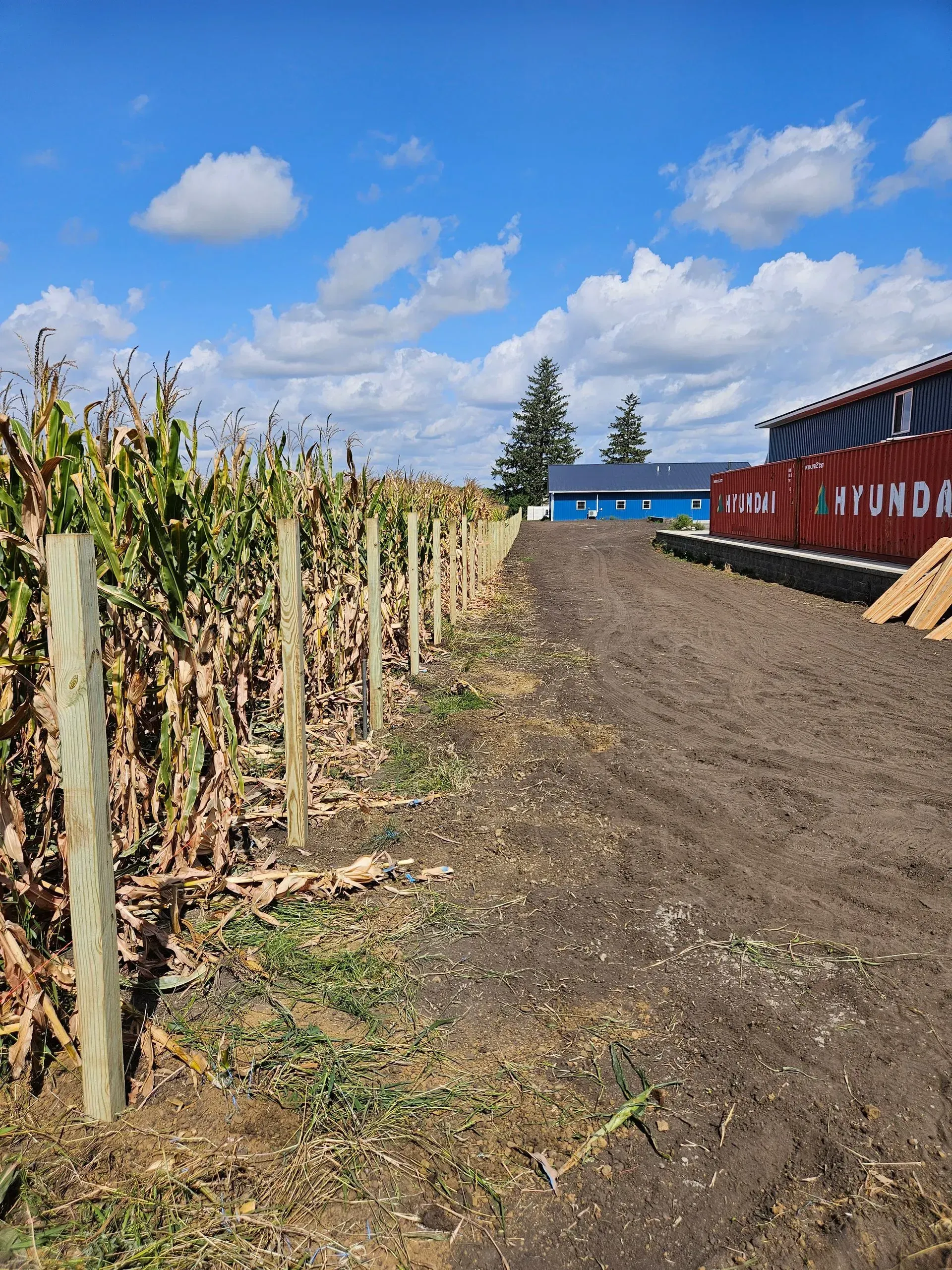 Corn stalks along a dirt path beside blue and red buildings under a partly cloudy sky