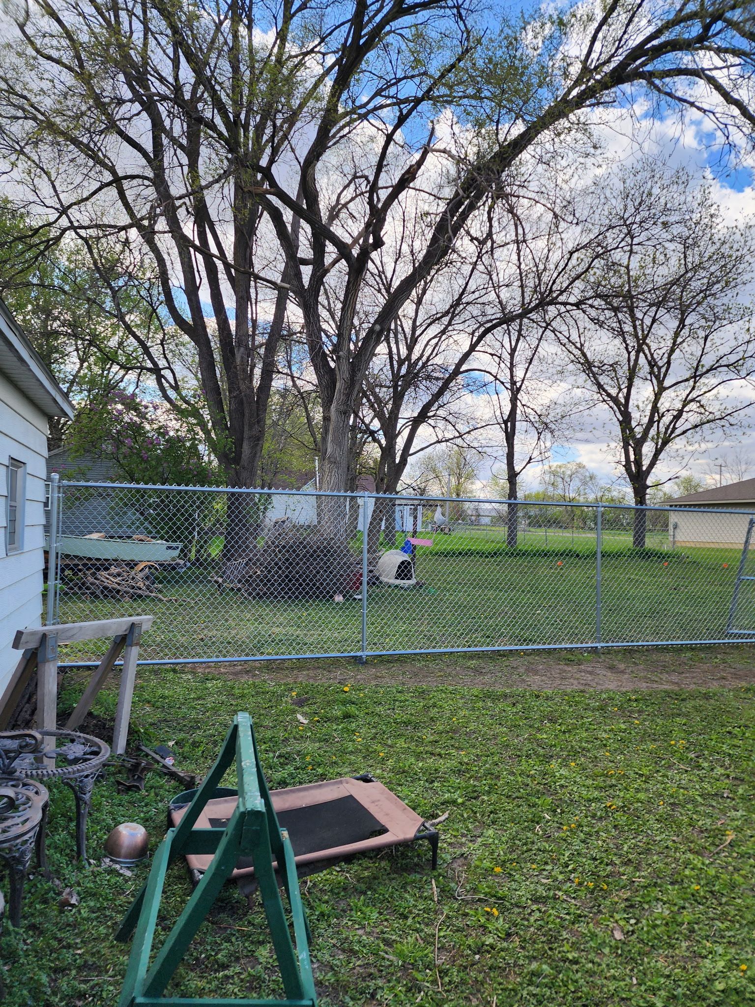 Backyard with chain-link fence, large trees, green grass, and a white house on the left