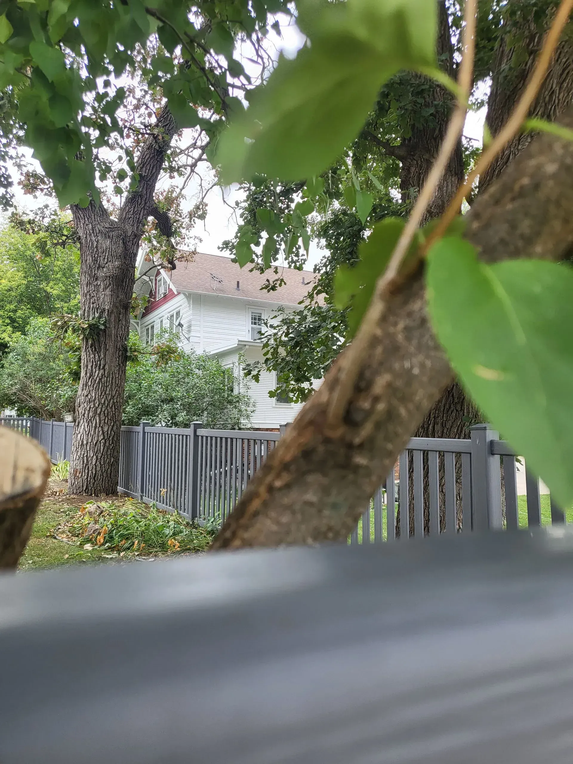 Tree branches and green leaves framing a fenced backyard with a house in the background