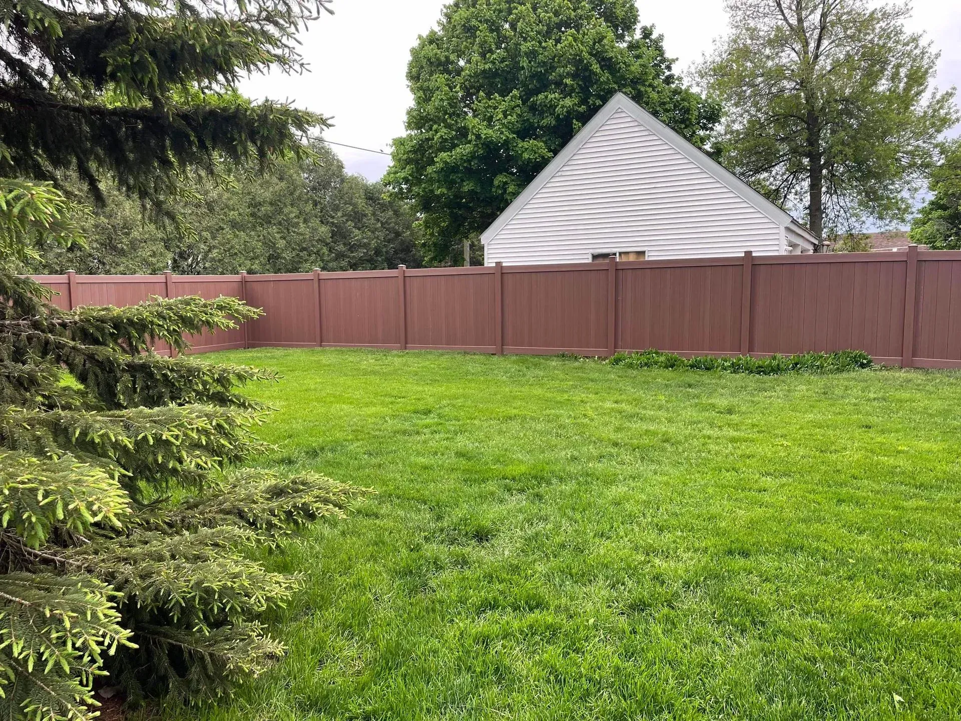 Grassy backyard with a brown fence, evergreen tree, and white-roofed shed in the background