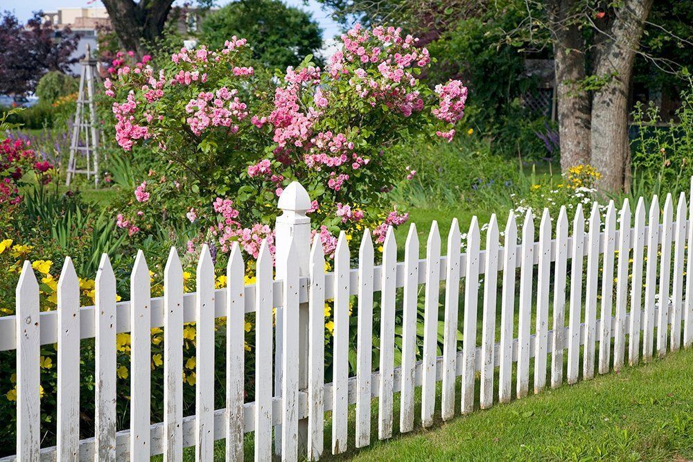 White picket fence beside a lush garden with pink flowering bushes and green grass