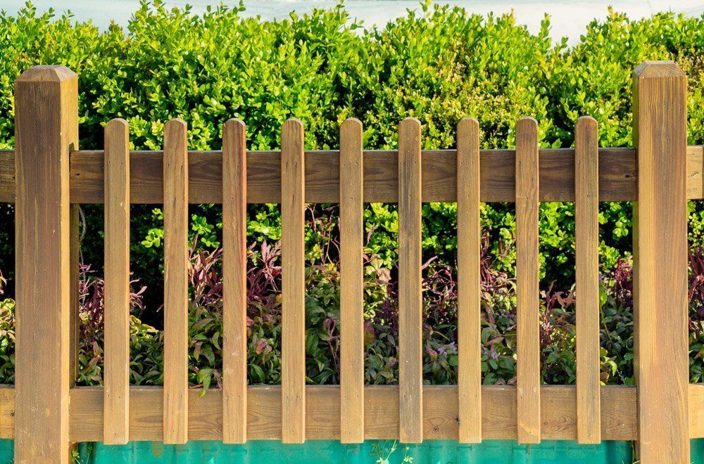 Wooden picket fence with green hedges behind it in a sunny garden