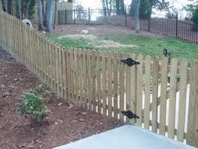 Tan wooden picket fence with black latches along a sloped yard with trees and mulch