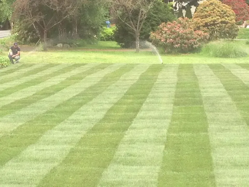 Man mowing a lawn with striped pattern, sprinkler running, green grass, sunny day.