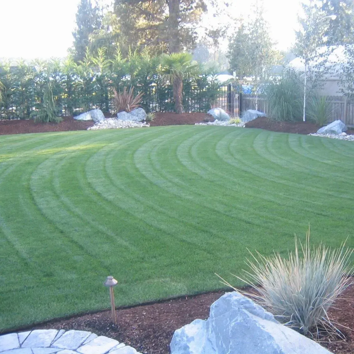 Lush green lawn with curved mowing pattern, landscaping, trees, and rock borders in a sunny backyard setting.