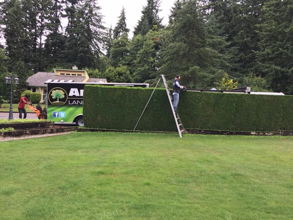 Two men trimming a large hedge with a truck in the background. Green lawn and trees surround them.
