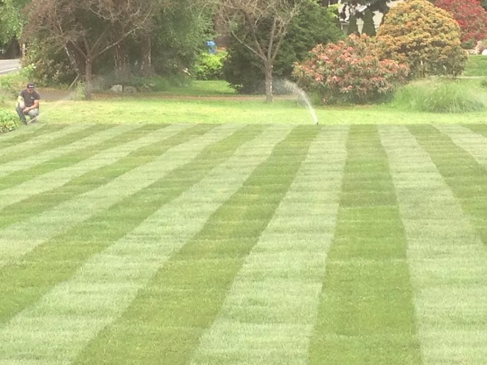 Lawn with stripes of darker and lighter green; a person mowing at the edge; sprinkler in the background.