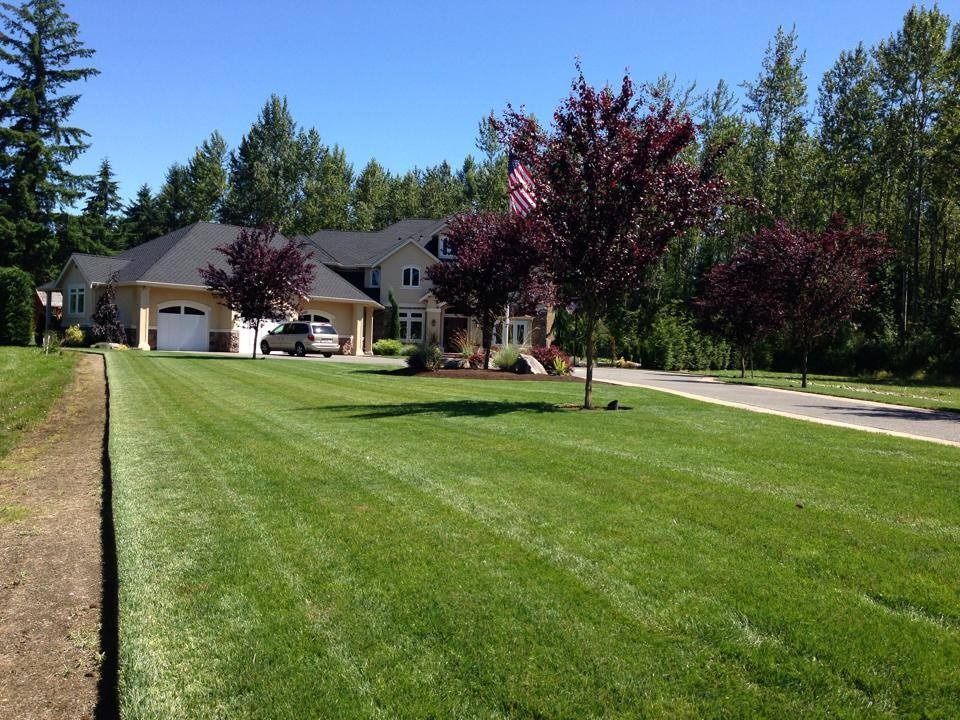 Large house with lush green lawn and purple trees; sunny day.