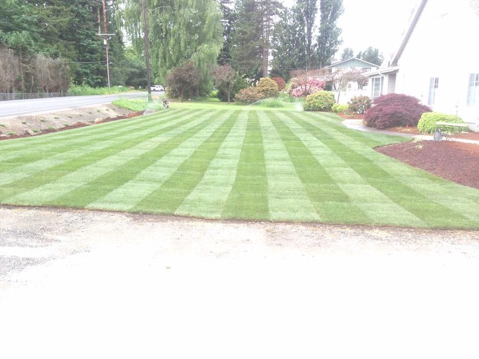Lawn with alternating light and dark green stripes, beside a driveway and house, with bushes in the background.