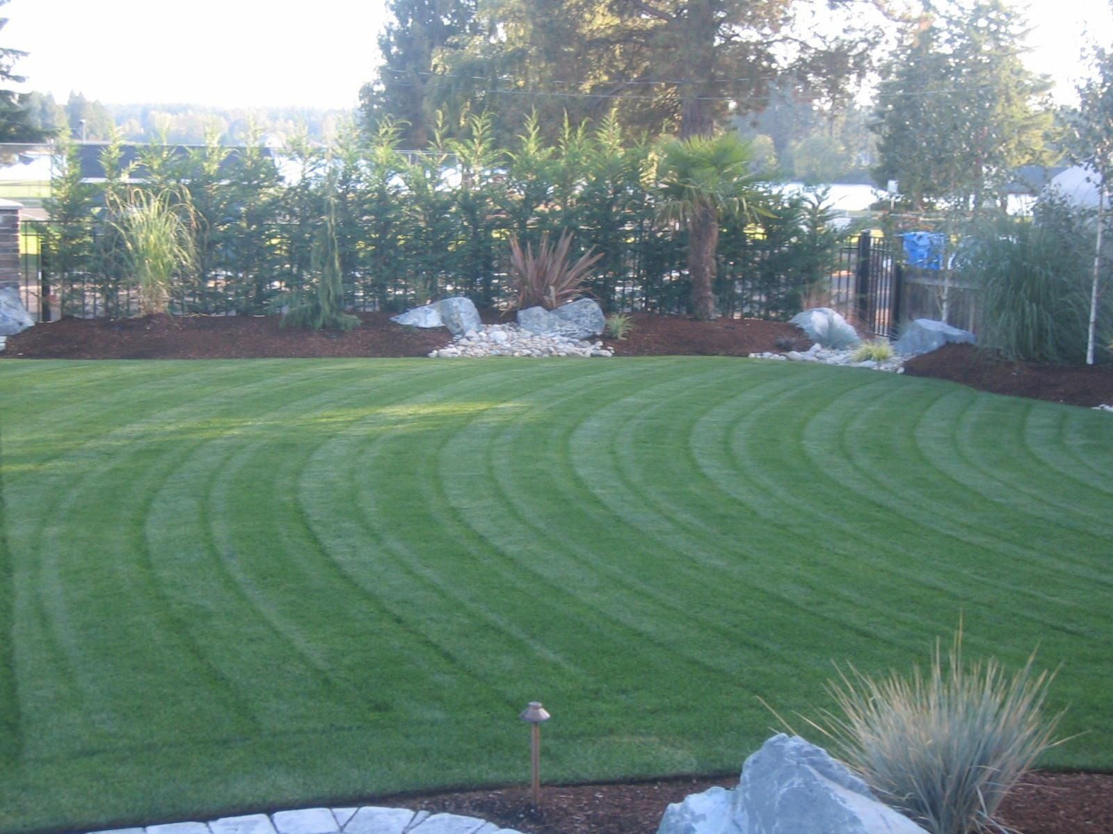 Lush green lawn with curved mowing lines, rock landscaping, and hedge backdrop in a sunny outdoor setting.
