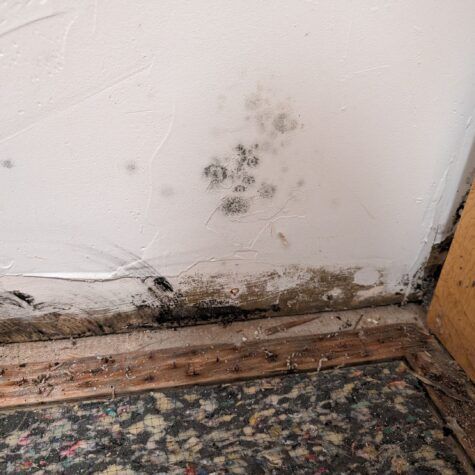 Mold and water damage on white wall above wooden floor trim and patterned carpet corner