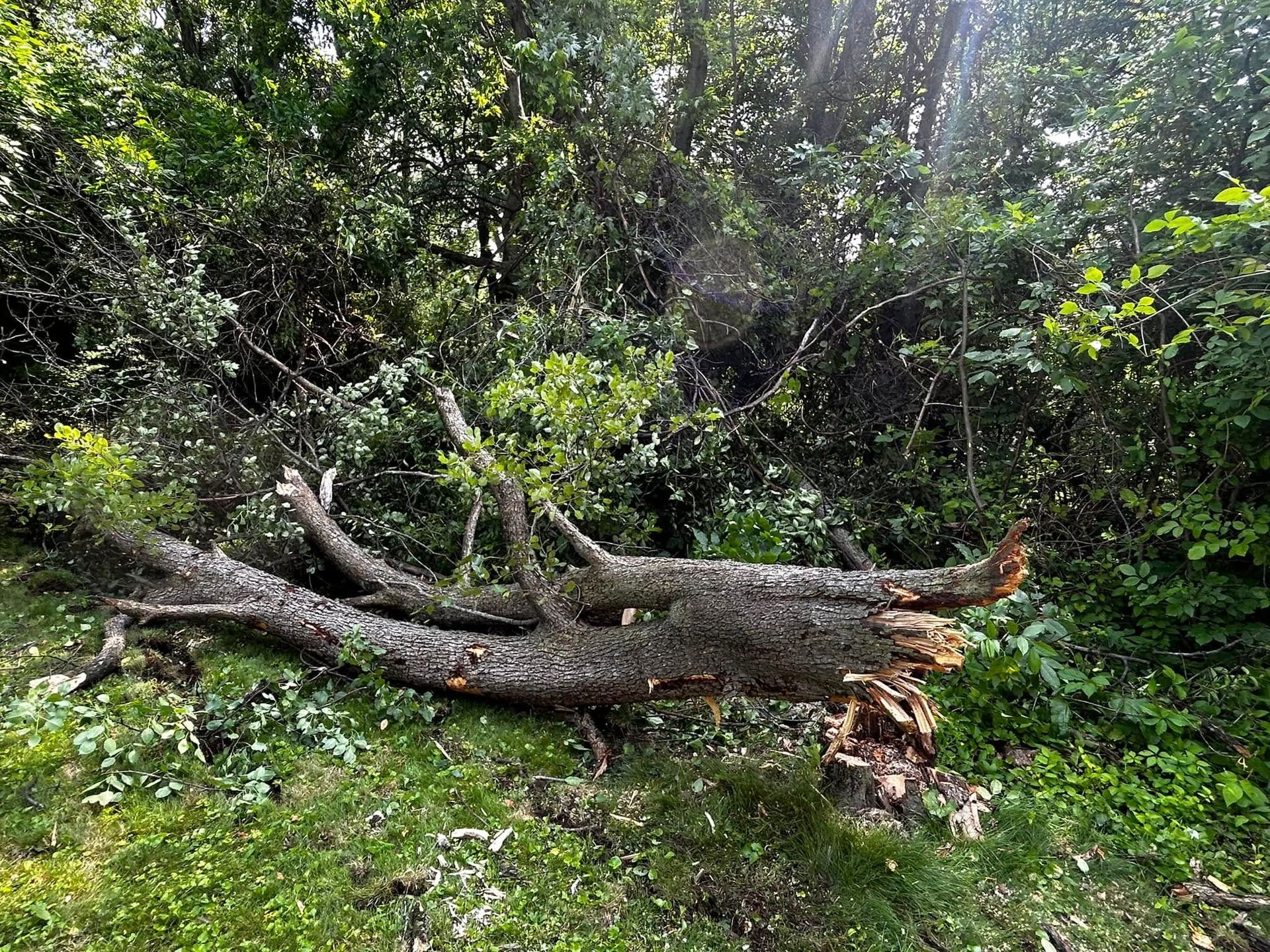 Fallen tree trunk in a lush green forest clearing