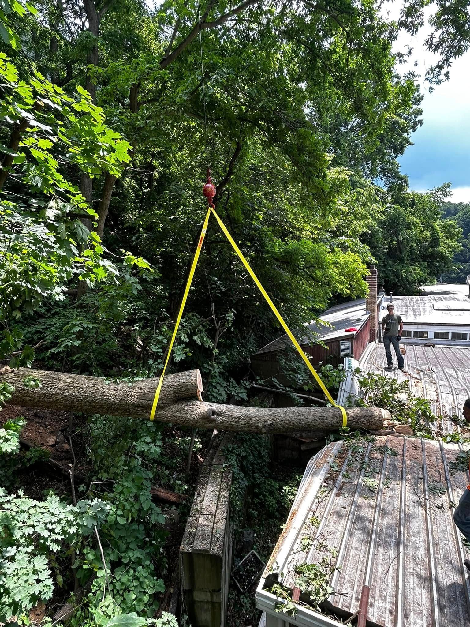 Yellow straps lift a large tree trunk over a shed in a wooded area