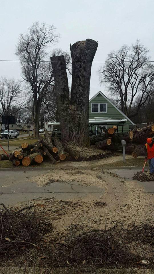 Tree removal