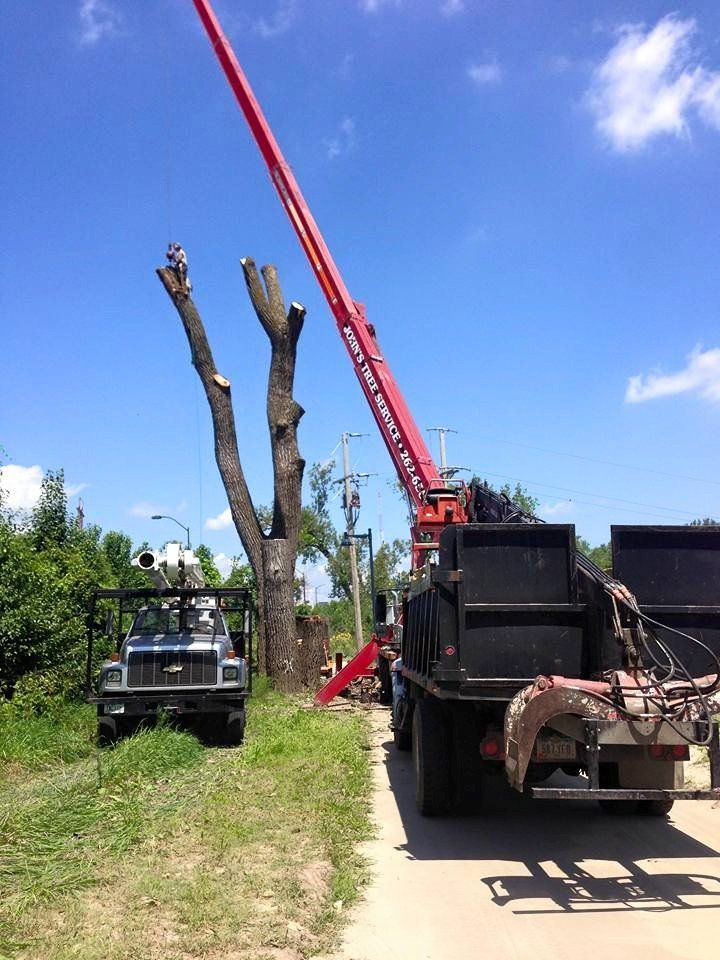 Tree removal