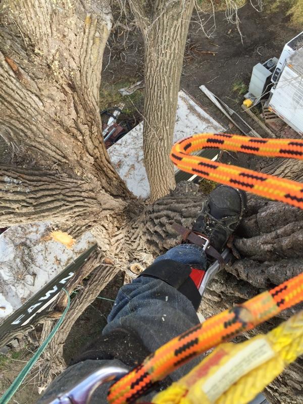 John�s Tree Service Photo Gallery Des Moines, IA