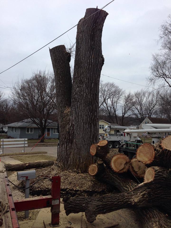 John�s Tree Service Photo Gallery Des Moines, IA