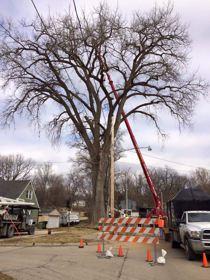 Tree removal