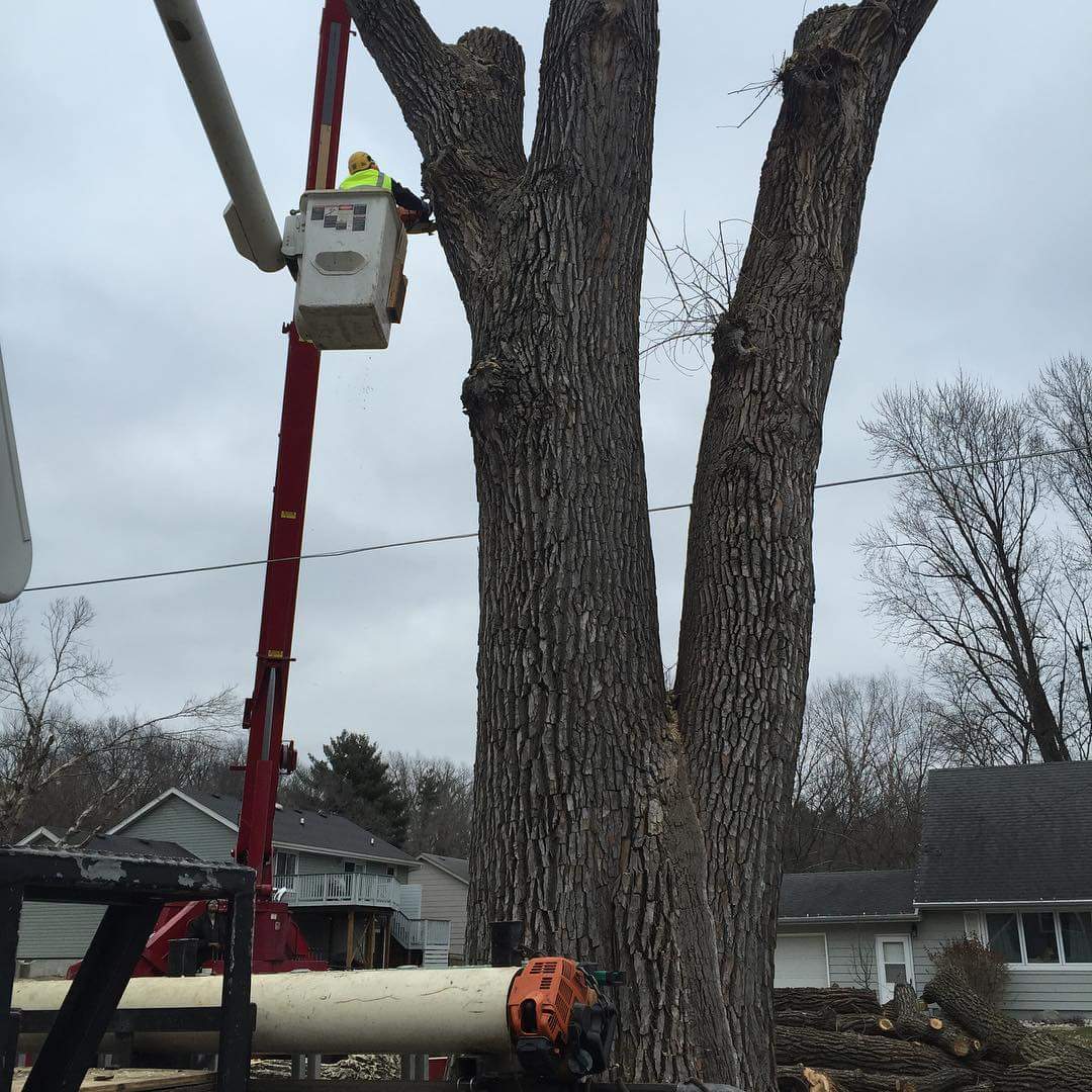 John�s Tree Service Photo Gallery Des Moines, IA