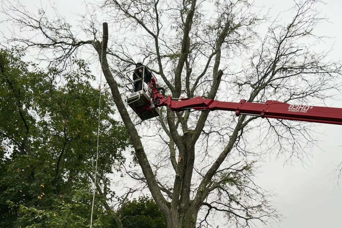 Allied Tree Service Inc