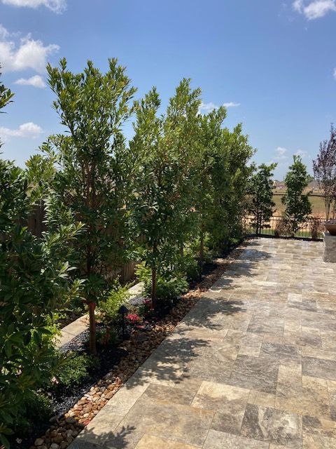 Row of slender trees along a stone patio under a blue sky, some foliage and light brown mulch.