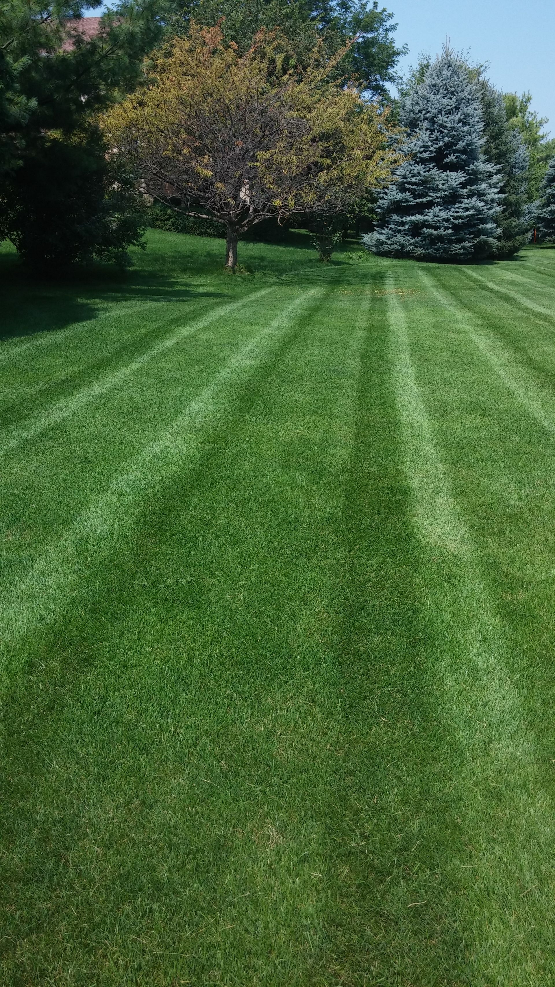 A lush green lawn with trees in the background.