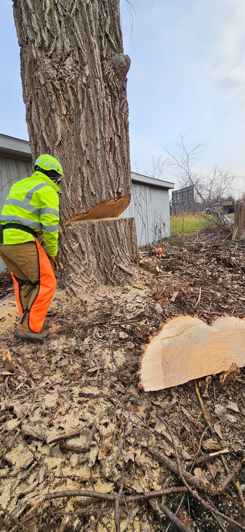 A man is cutting a tree with a chainsaw.