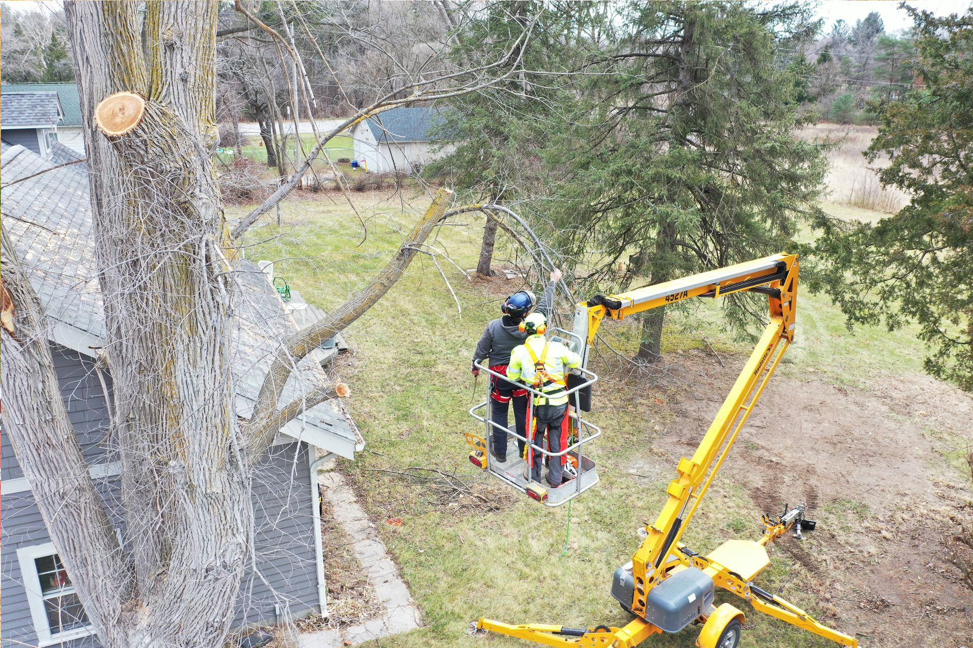 A group of people are working on a tree with a crane.