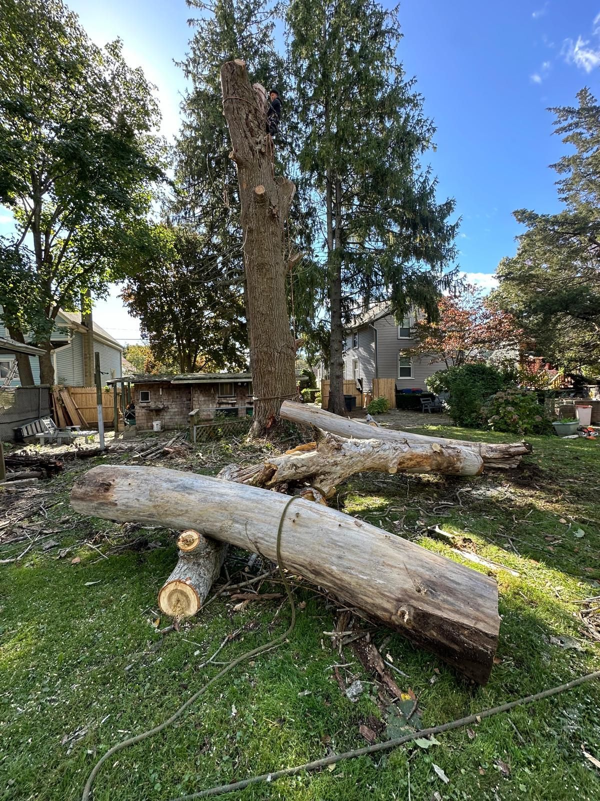 A pile of logs laying on top of each other in a yard next to a tree.