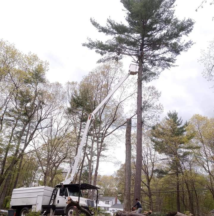 A crane is cutting down a pine tree