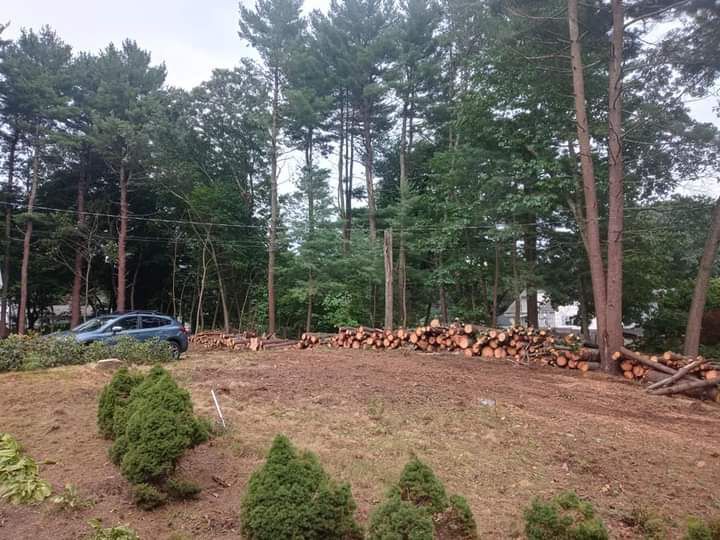 A pile of logs is sitting in the middle of a forest.