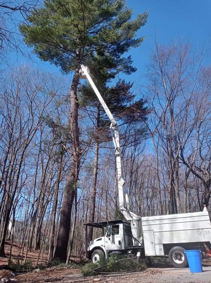 A white truck is cutting a tree