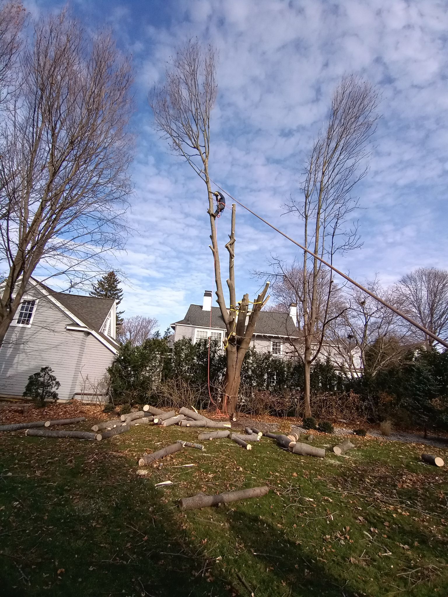 A tree is being cut down in front of a house.