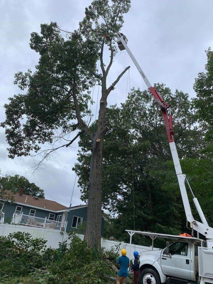 A crane is cutting a tree in front of a house.
