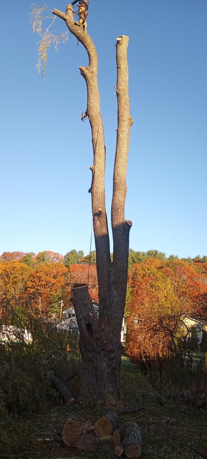 A man is climbing a tree with a chainsaw.