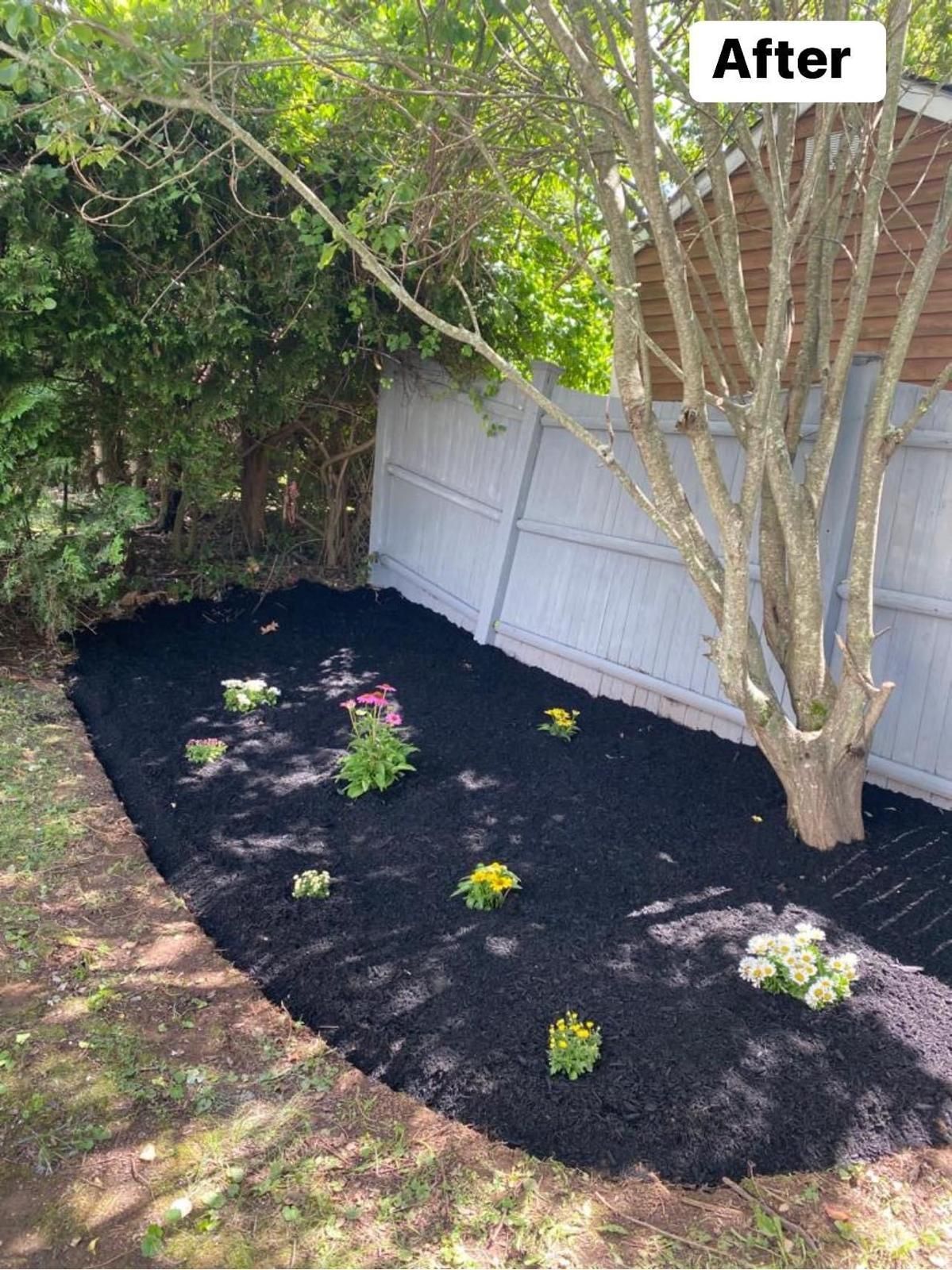 There is a tree in the middle of a garden with black mulch.