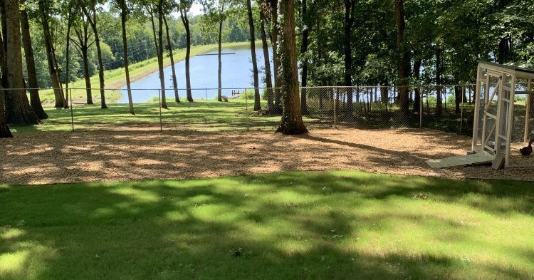 A lush green field with trees and a lake in the background.