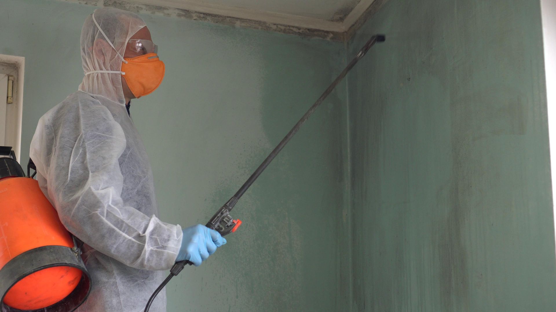 mold remediation service