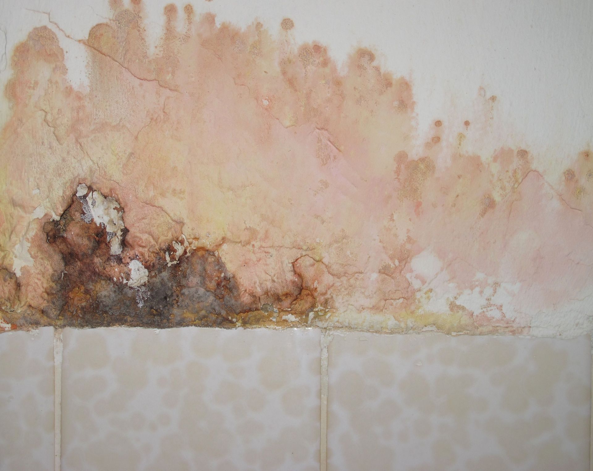 Mold and water damage on a wall above beige tile. Brown, pink and yellow discoloration, with cracks.