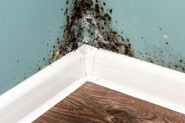 Mold growth on a light blue wall in the corner of a room, with white trim and wood-look flooring.