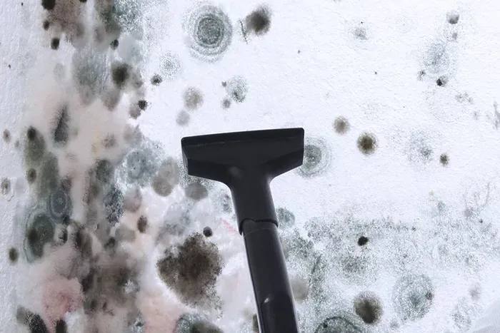 Vacuum nozzle removing mold from a white wall; circular patches of black, gray, and green mold visible.
