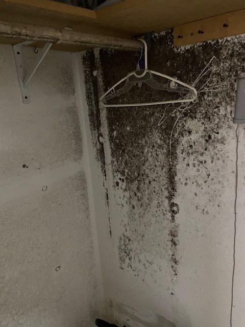 Mold covers a corner wall with a hanger inside a closet.