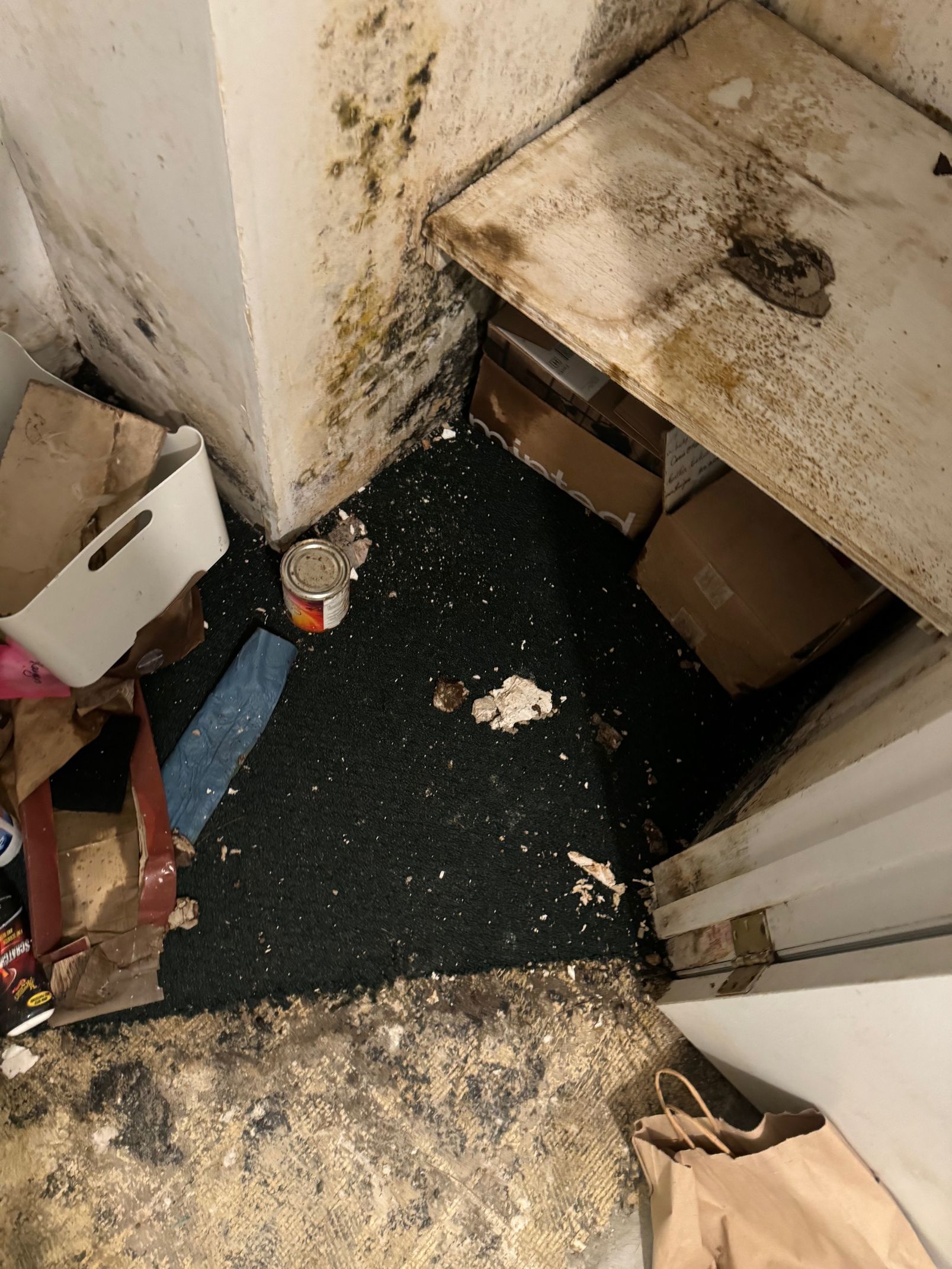 Moldy corner with stained walls, cardboard boxes, and debris on a dark green carpet.