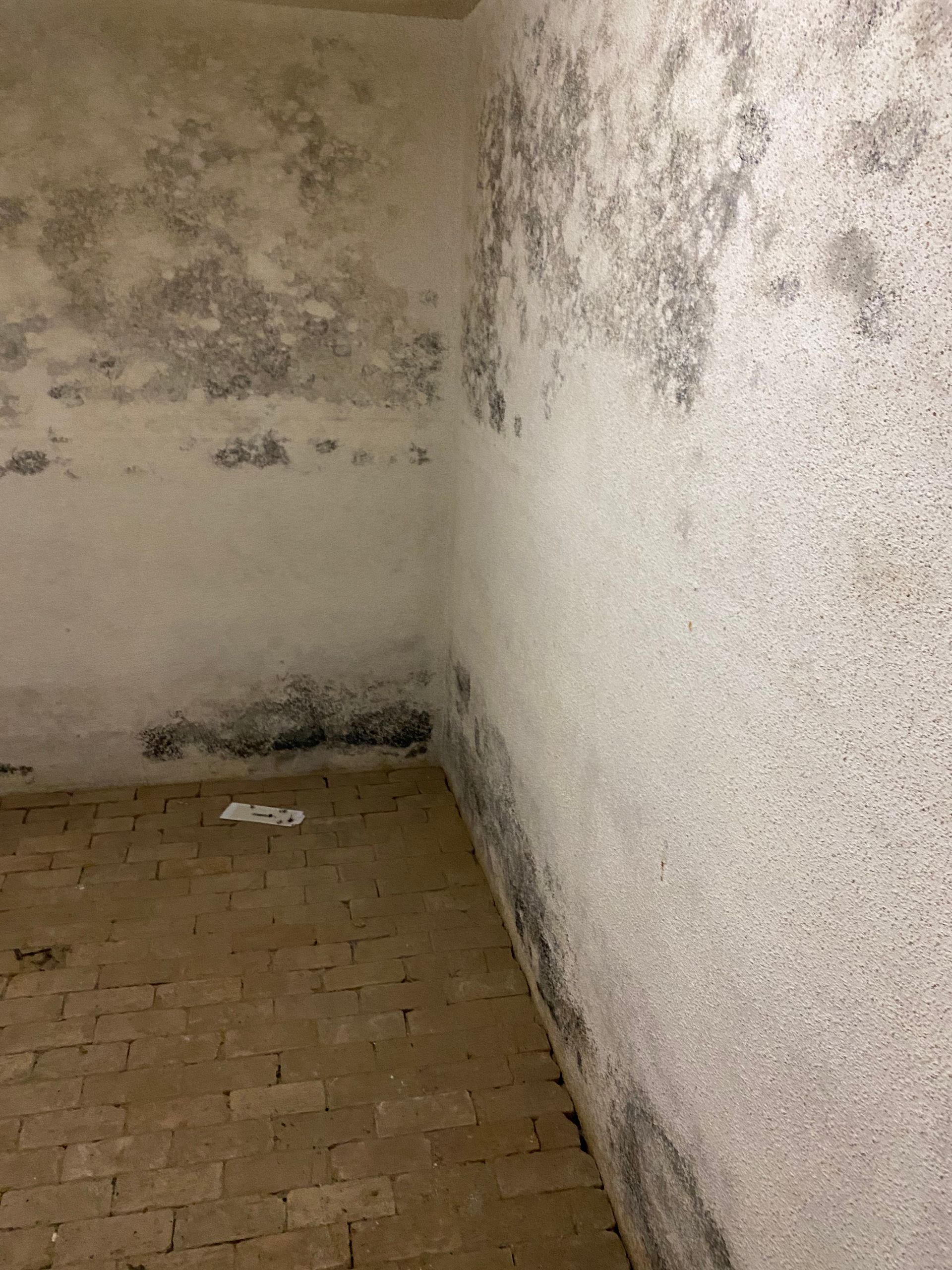 Mold growth on interior walls, corner of a room. Black and gray discoloration. Brick floor.