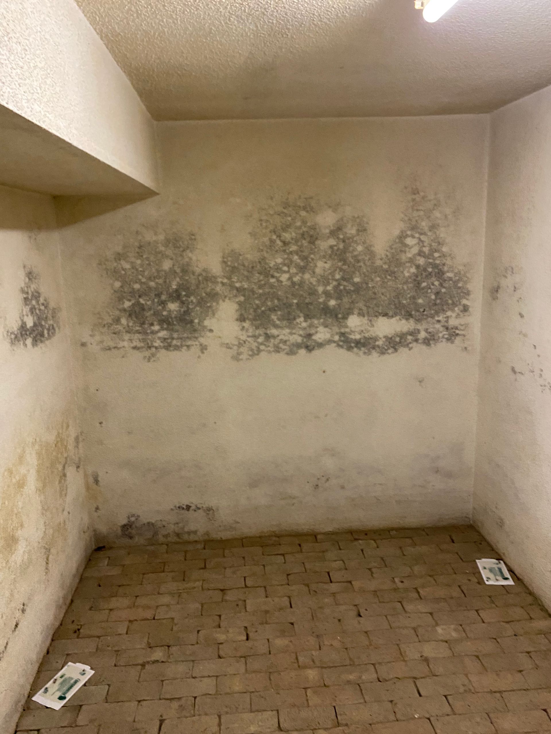 Moldy basement walls and brick floor, with some light fixtures.