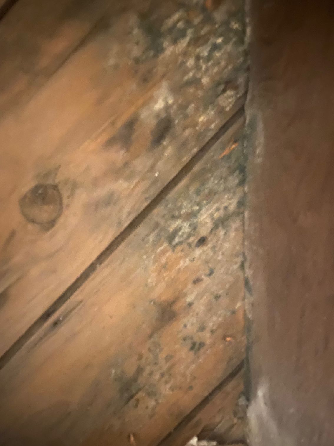 Mold growth on wooden boards in an attic corner, dark patches against the wood grain.