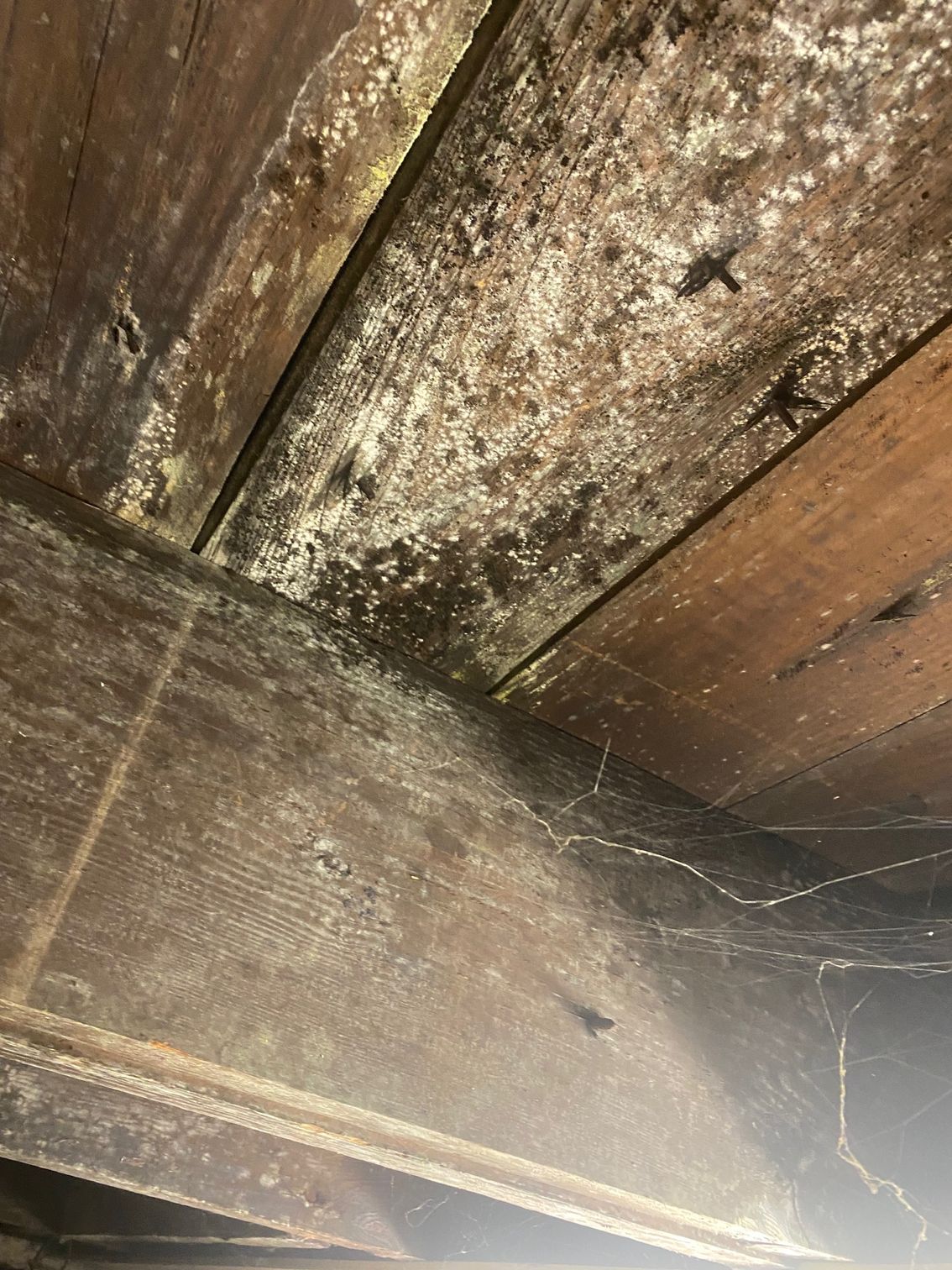 Mold growth on wooden beams in an enclosed space; white and gray patches.