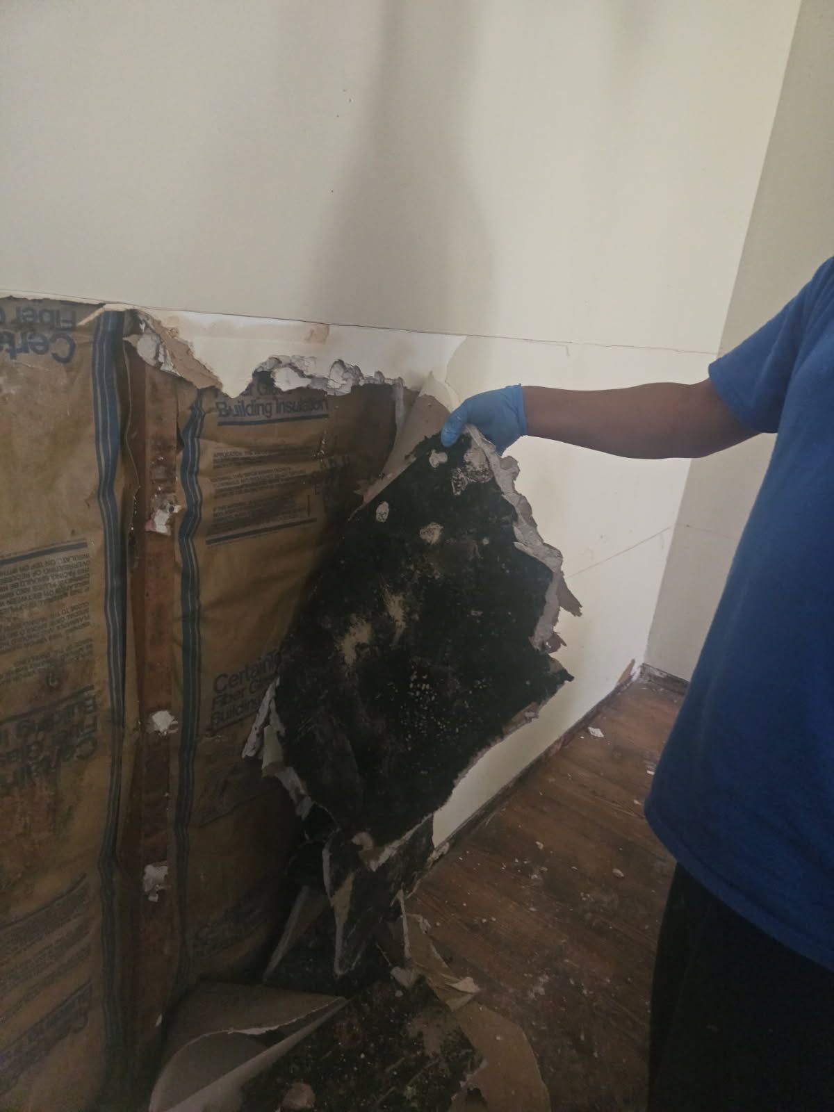 Person in blue shirt and gloves holding damaged wall section, revealing dark mold.