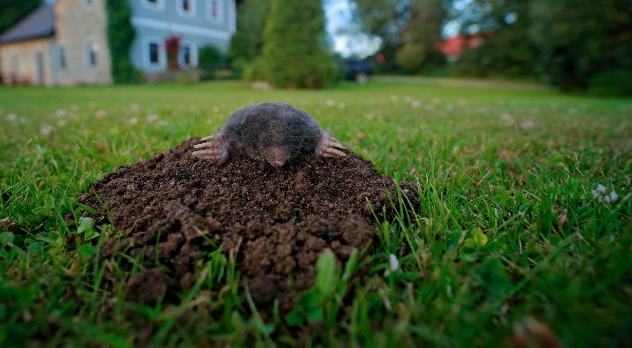 Healthy Home Pest Control & Services