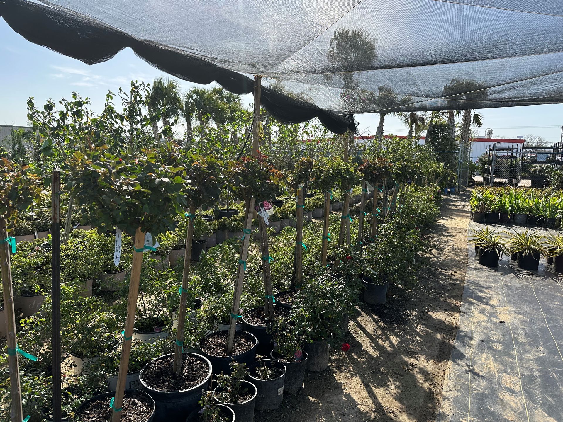 A lot of potted plants are sitting under a shade.